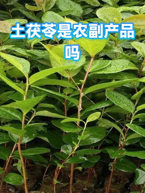 农副产品 定义、范围与B2B产业价值全解析